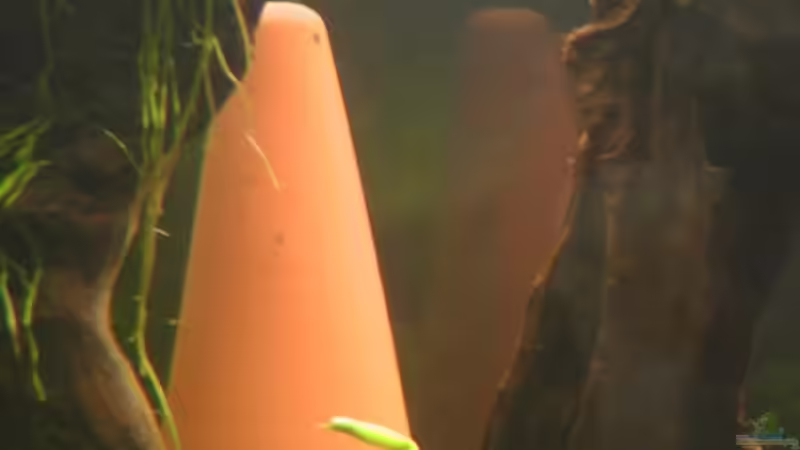 Dekoration im Aquarium Becken 17206 von Blaubör (16)