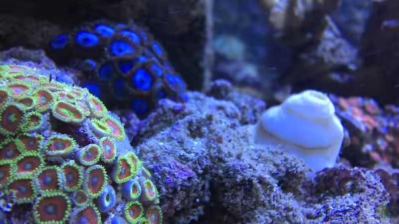 Dekoration im Aquarium Becken 17455 von Muhitin (5)