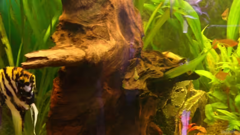 Dekoration im Aquarium Becken 17539 von Malinois (7)