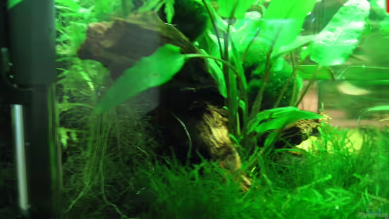 Dekoration im Aquarium Becken 17568 von Patrick Schuler (10)