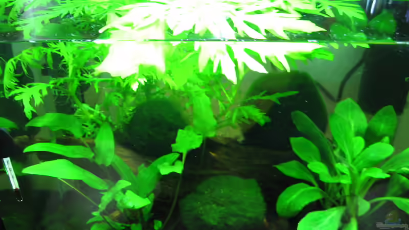 Dekoration im Aquarium Becken 17568 von Patrick Schuler (12)