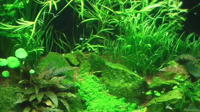 Dekoration im Aquarium Becken 17586 von *Lucie* (32)