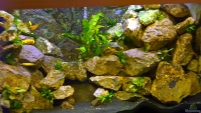 Dekoration im Aquarium Becken 1760 von Robert Dietrich (22)