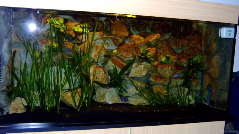 Dekoration im Aquarium Becken 1760 von Robert Dietrich (23)