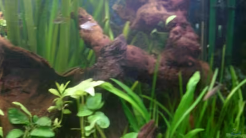 Dekoration im Aquarium Becken 1764 von elbochos (11)