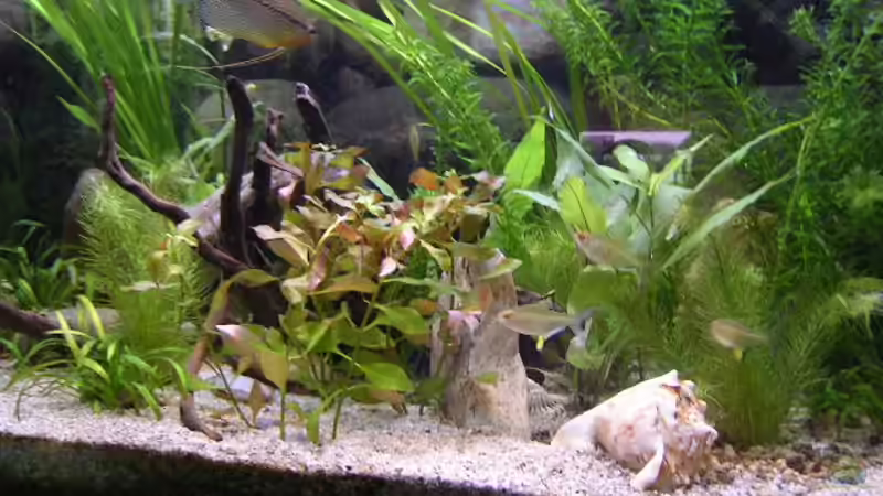 Dekoration im Aquarium Becken 1772 von Michael Bauer (2)