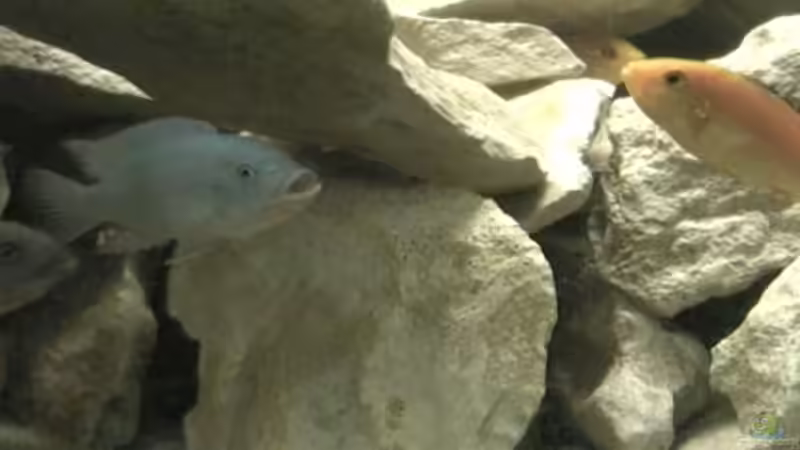 Dekoration im Aquarium Becken 1773 von Michael Kamlage (12)