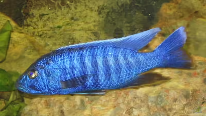 Dekoration im Aquarium Becken 1773 von Michael Kamlage (13)