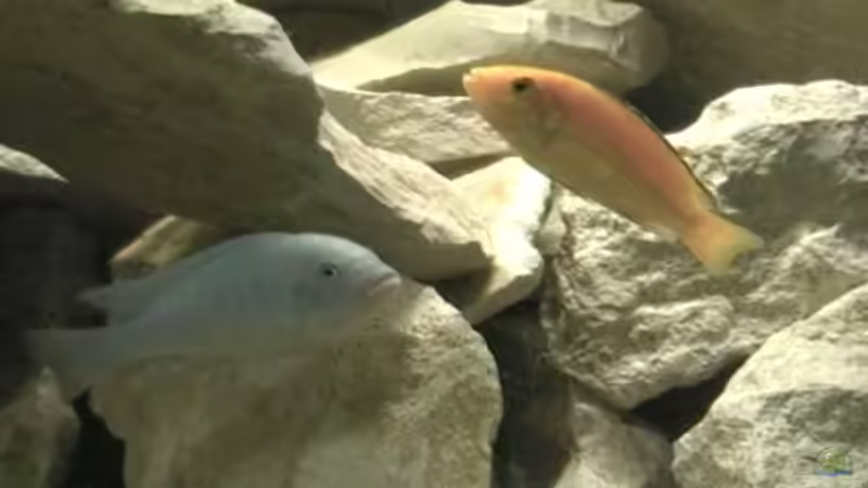 Dekoration im Aquarium Becken 1773 von Michael Kamlage (14)