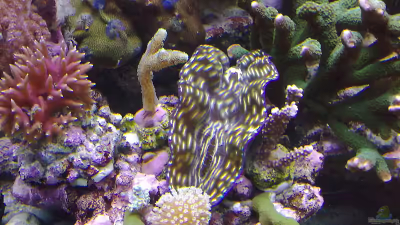 Dekoration im Aquarium Becken 17780 von Andre Walz (11)