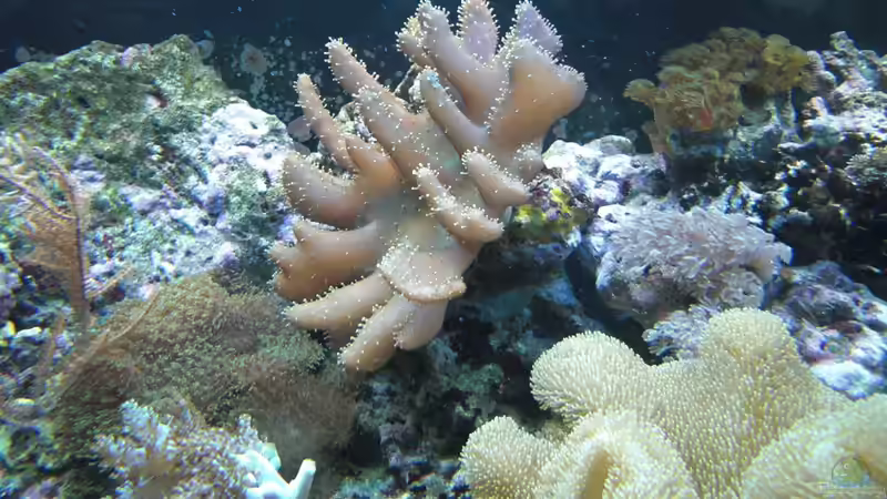 Dekoration im Aquarium Becken 17780 von Andre Walz (3)