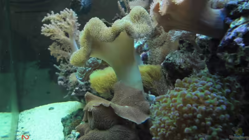 Dekoration im Aquarium Becken 17780 von Andre Walz (4)