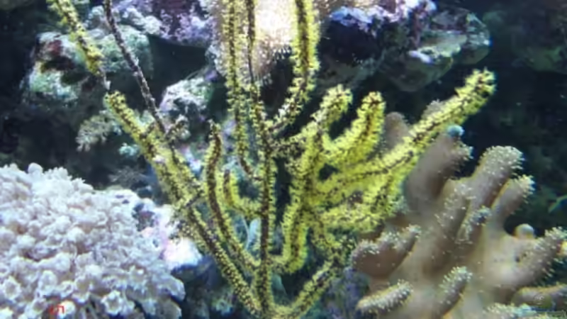 Dekoration im Aquarium Becken 17780 von Andre Walz (5)