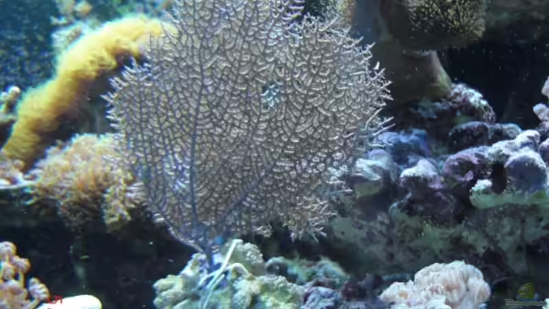 Dekoration im Aquarium Becken 17780 von Andre Walz (6)