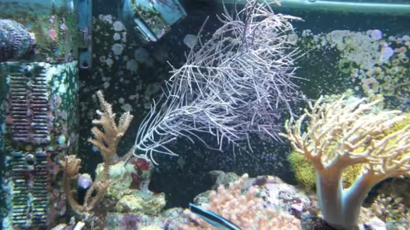 Dekoration im Aquarium Becken 17780 von Andre Walz (7)