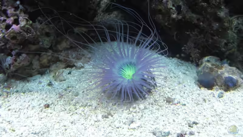 Dekoration im Aquarium Becken 17780 von Andre Walz (8)