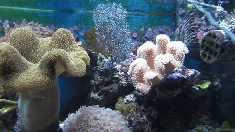 Dekoration im Aquarium Becken 17780 von Andre Walz (9)