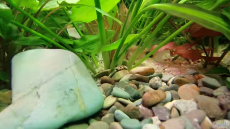 Dekoration im Aquarium Becken 17802 von FLJ07 (20)