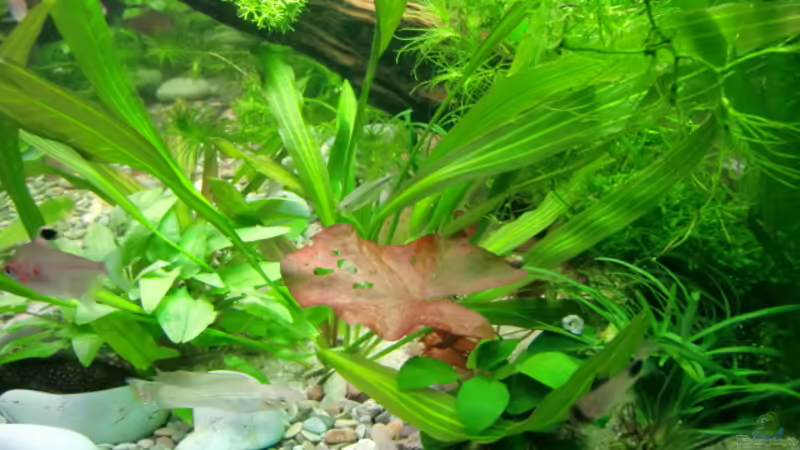 Dekoration im Aquarium Becken 17802 von FLJ07 (23)