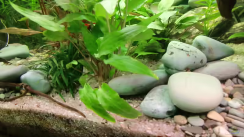 Dekoration im Aquarium Becken 17802 von FLJ07 (24)