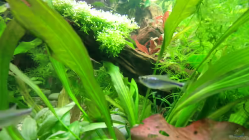 Dekoration im Aquarium Becken 17802 von FLJ07 (25)