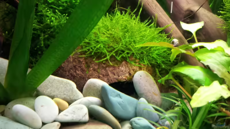 Dekoration im Aquarium Becken 17802 von FLJ07 (26)