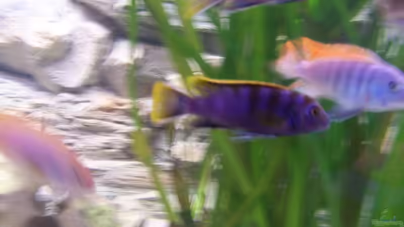 Dekoration im Aquarium Becken 17833 von wd1965 (2)