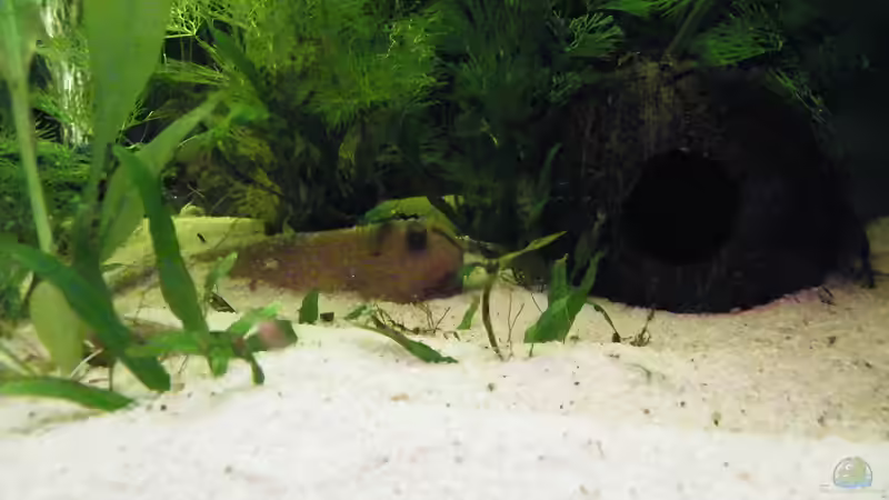 Dekoration im Aquarium Becken 17862 von Diskus-Freak®aka Benny&Anja (10)