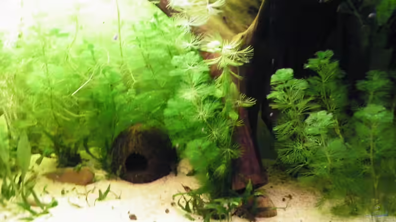 Dekoration im Aquarium Becken 17862 von Diskus-Freak®aka Benny&Anja (8)