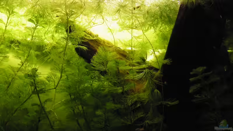 Dekoration im Aquarium Becken 17862 von Diskus-Freak®aka Benny&Anja (9)