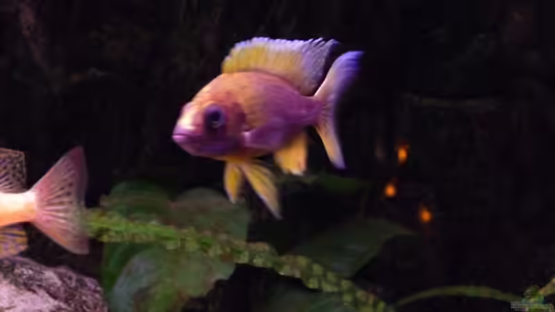 Dekoration im Aquarium Becken 1806 von Andreas Sperk (8)