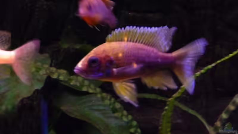 Dekoration im Aquarium Becken 1806 von Andreas Sperk (9)