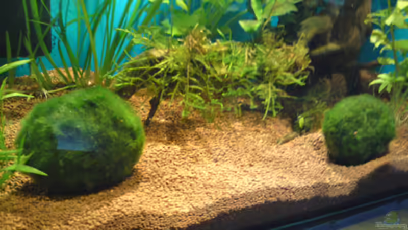 Dekoration im Aquarium Becken 18088 von Tobias Weber (5)