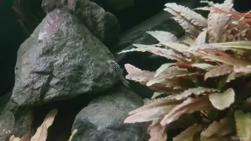 Dekoration im Aquarium Becken 18144 von adiskus (23)