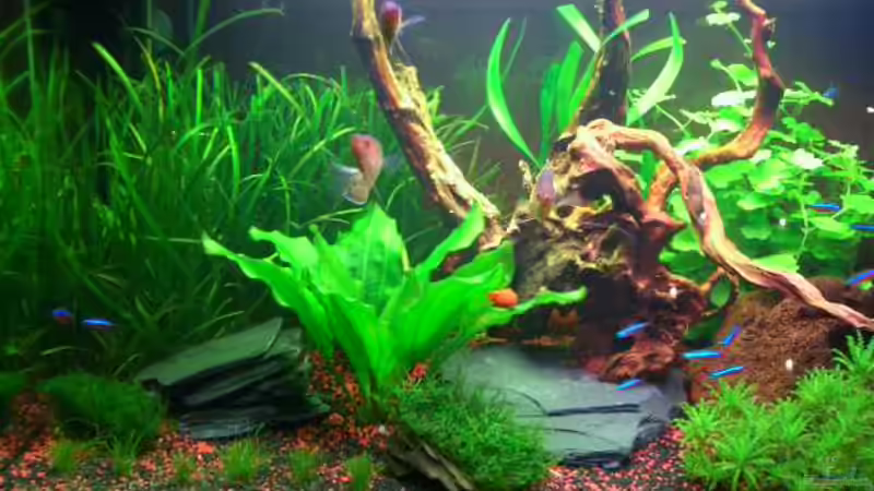 Dekoration im Aquarium Becken 18228 von Danny Freyer (5)