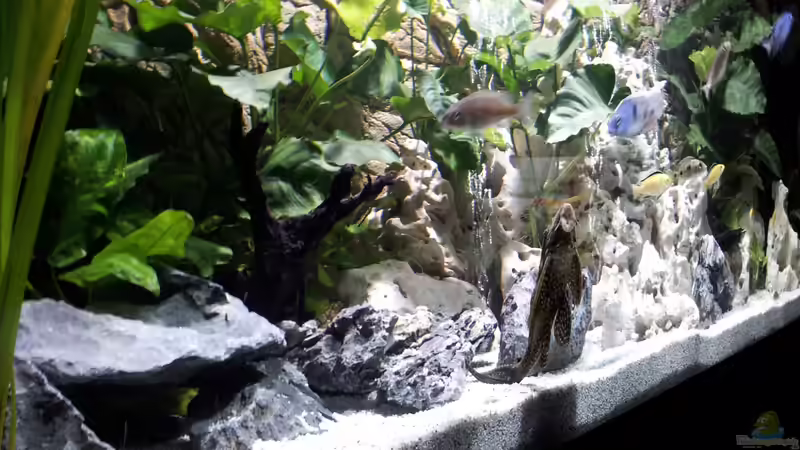 Dekoration im Aquarium Becken 18250 von Markusb (6)