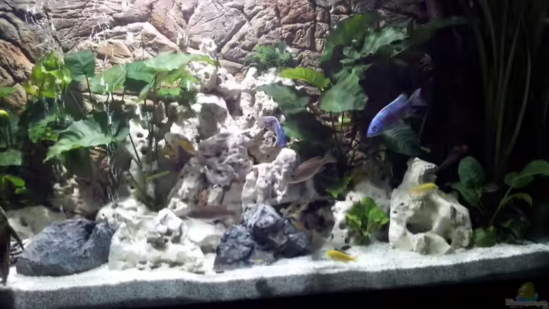 Dekoration im Aquarium Becken 18250 von Markusb (7)