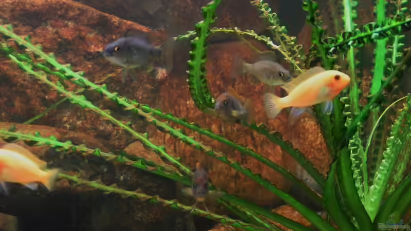 Dekoration im Aquarium Becken 18276 von Vito (14)