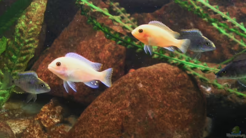 Dekoration im Aquarium Becken 18276 von Vito (15)