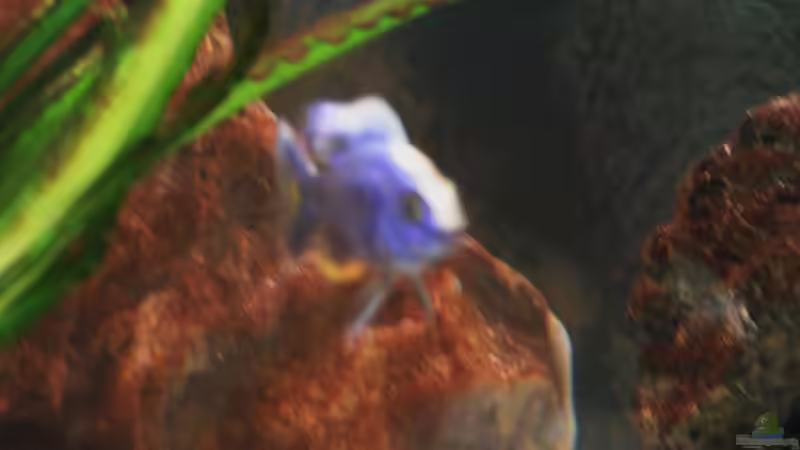 Dekoration im Aquarium Becken 18276 von Vito (16)