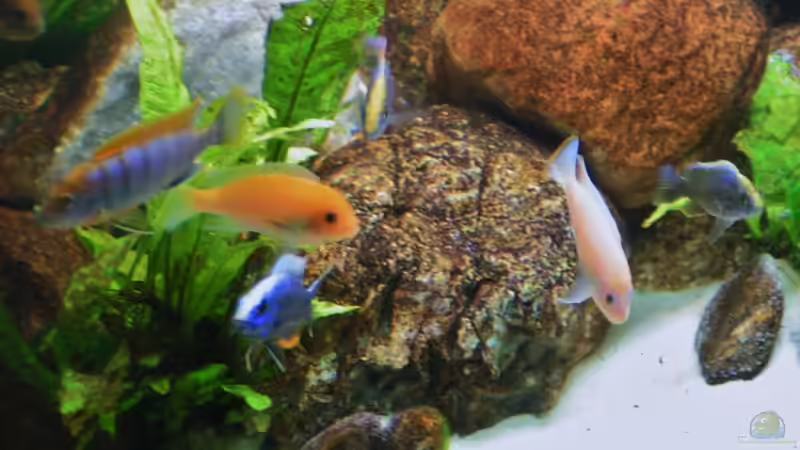 Dekoration im Aquarium Becken 18276 von Vito (17)