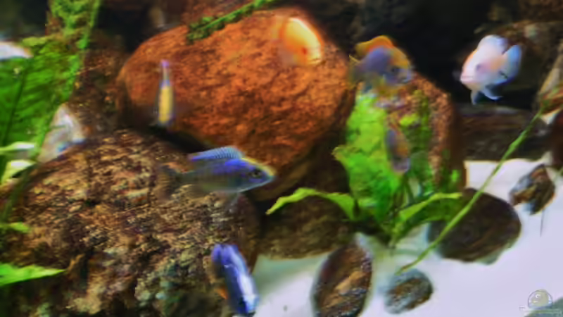 Dekoration im Aquarium Becken 18276 von Vito (18)