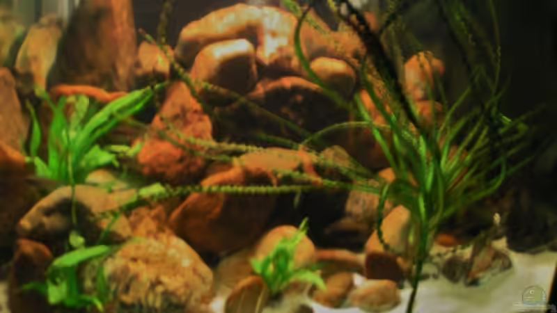 Dekoration im Aquarium Becken 18276 von Vito (20)