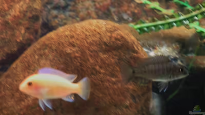 Dekoration im Aquarium Becken 18276 von Vito (21)