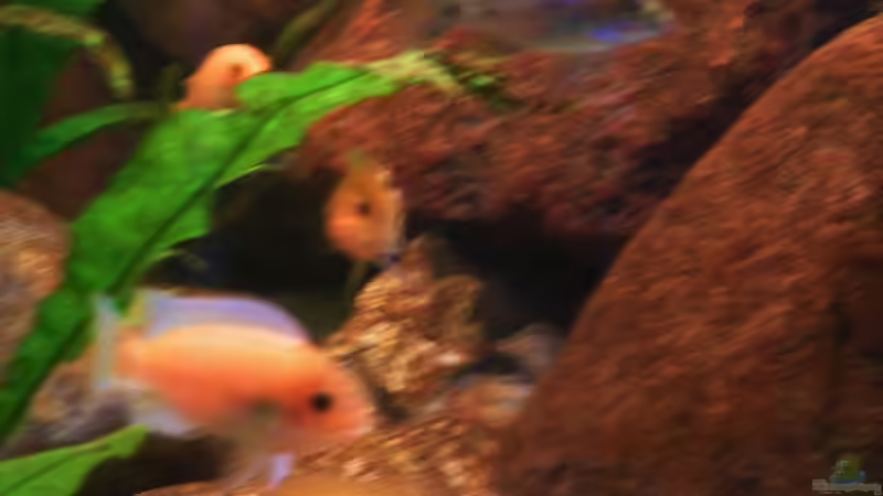 Dekoration im Aquarium Becken 18276 von Vito (22)