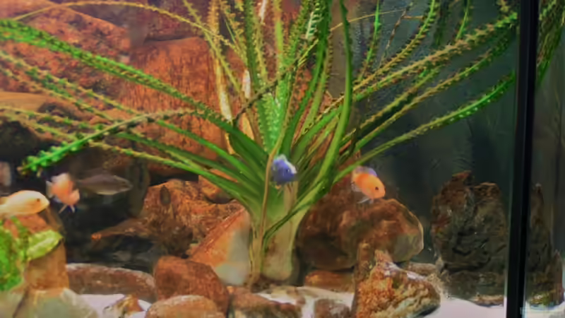 Dekoration im Aquarium Becken 18276 von Vito (23)