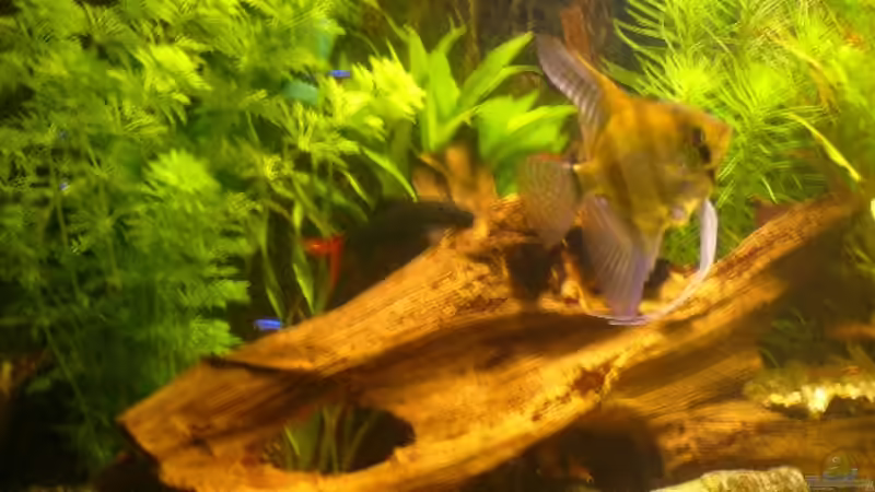 Dekoration im Aquarium Becken 1833 von Matthias Drong (6)