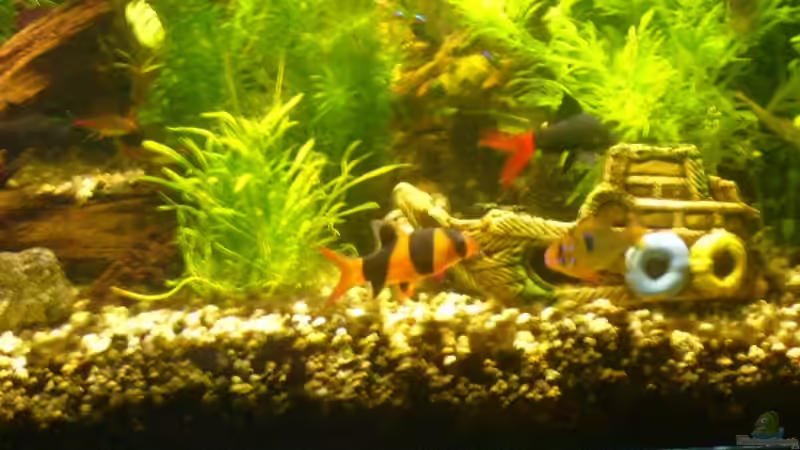 Dekoration im Aquarium Becken 1833 von Matthias Drong (7)