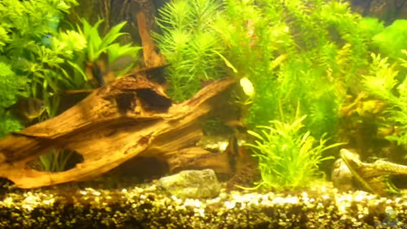 Dekoration im Aquarium Becken 1833 von Matthias Drong (8)