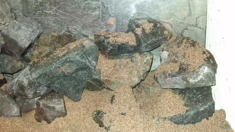 Dekoration im Aquarium Becken 18425 von Crenii (21)